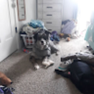 Meet your Posher, Remington